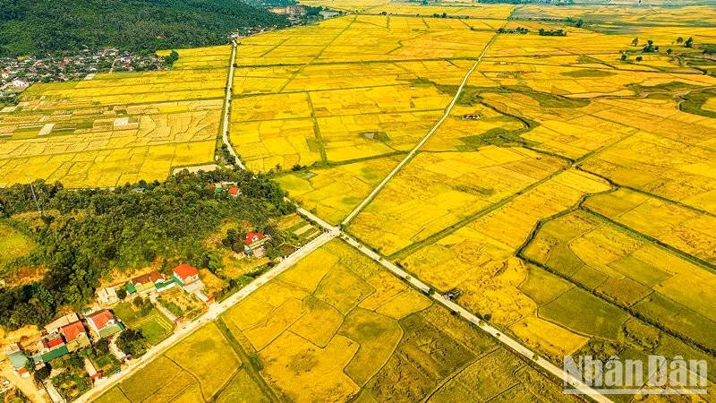 Los campos con un color dorado brillante.