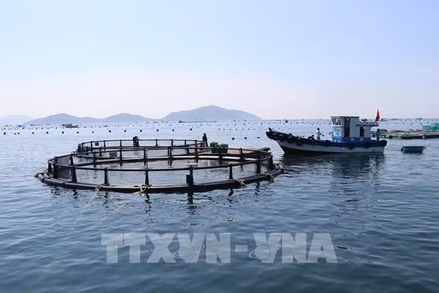 Modelo de jaulas de HDPE para cultivo marino en la zona de mar abierto en la comuna de Cam Lap, ciudad de Cam Ranh. (Foto: VNA)
