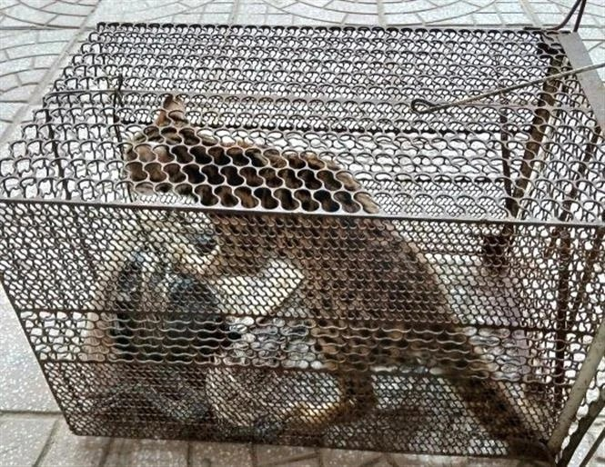 Parque vietnamita recibe macacos y felinos en peligro de extinción (Fuente:VNA)