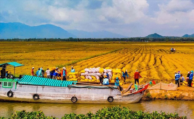 El Delta del río Mekong es una importante región económica agrícola del país (Foto:nongnghiep.vn)