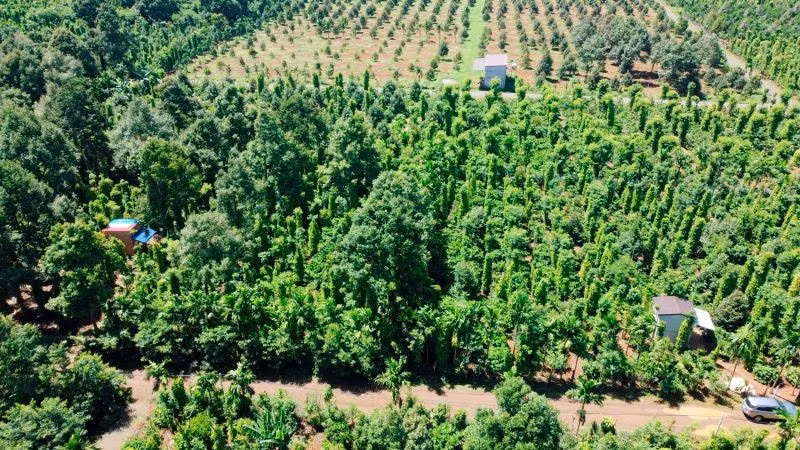 La producción de pimienta de Vietnam representa alrededor del 40 por ciento del total mundial y cerca del 55 por ciento del valor de las exportaciones.