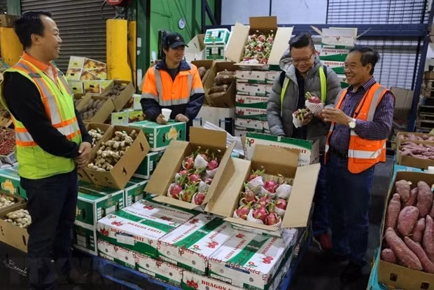 La pitahaya fresca de Vietnam se vende en un mercado de Sídney. (Foto: VNA)