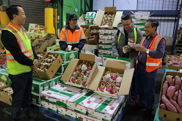 La pitahaya fresca de Vietnam se vende en un mercado de Sídney. (Foto: VNA)