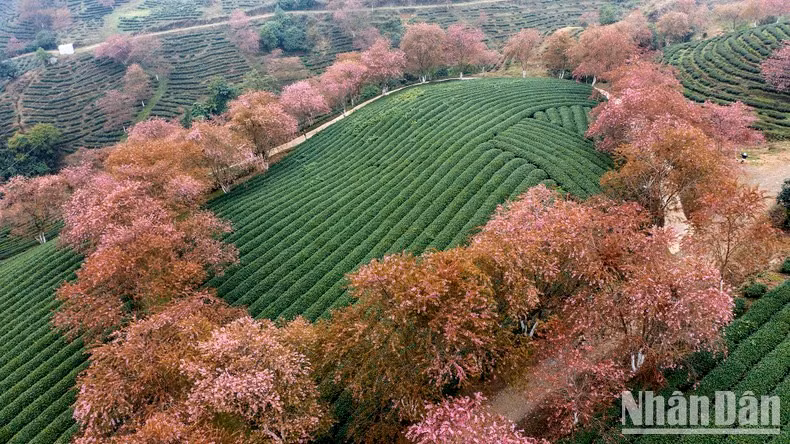 Los rayos del sol, el color de las flores de cerezo y las nubes blancas componen un cuadro poético de la naturaleza.