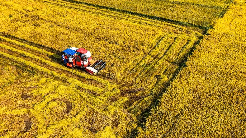 El segador reemplaza el poder del hombre en los campos de producción concentrada.
