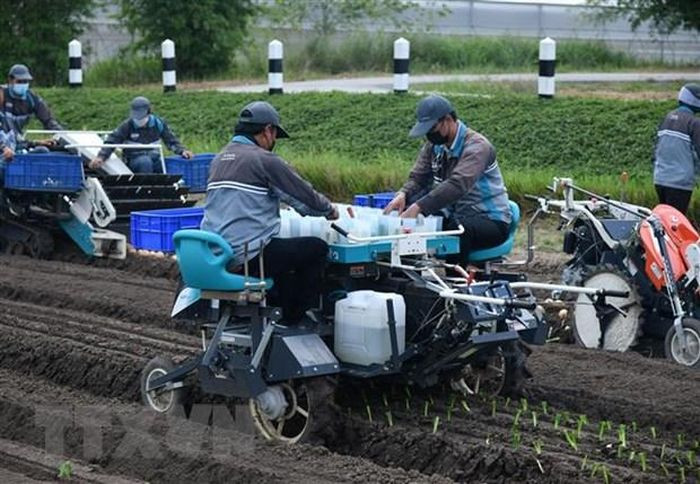 Los trabajadores en la granja de Kobuta en Tailandia (Foto: VNA)