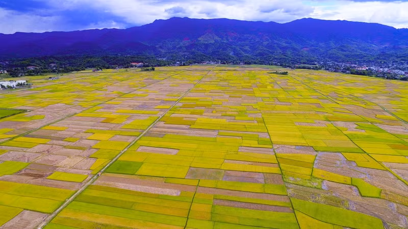 En la temporada de cosecha, vistos desde arriba, el campo Muong Thanh parece paletas de colores vibrantes.