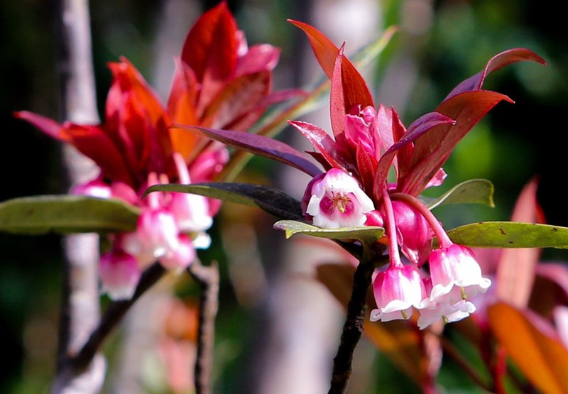 Las flores poseen la forma de campana con los colores de blanco y rosa (Fotografía: VNA)