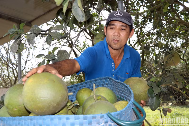 Un comprador de pomelos afirmó que los cultivadores los venden con mucha antelación. Como resultado, el precio de la fruta también es más bajo que otros años, mientras el costo de la mano de obra contratada para cosechar y cuidar los huertos ha aumentado, por lo que los agricultores no obtienen muchas ganancias.