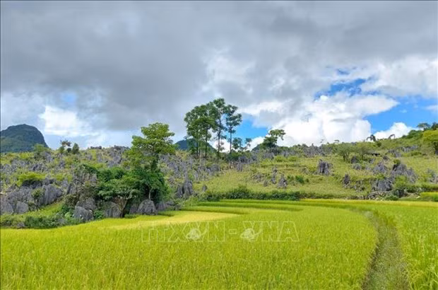 Los campos en terrazas en Dien Bien (Foto: VNA)