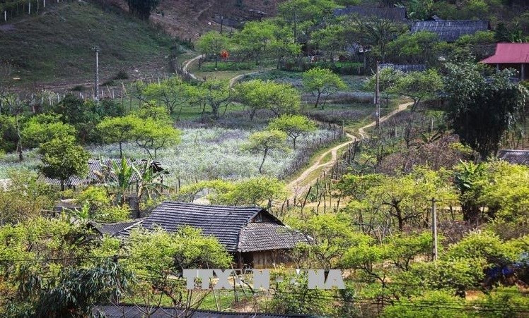 Contemplan belleza pacífica y poética de meseta de Moc Chau