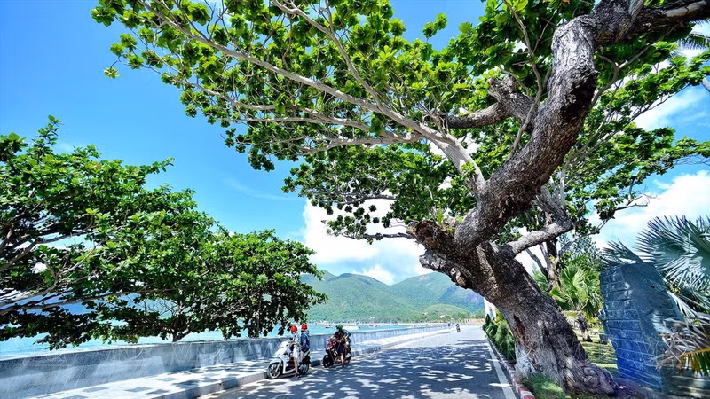 Las hileras de almendros son como "testigos vivientes" de la recuperación el distrito insular de Con Dao, conocido anteriormente como "el infierno en la tierra" durante el período colonial francés y de la guerra de lucha de resistencia contra el imperialismo estadounidense. Con Dao se considera hoy como un "paraíso" turístico.
