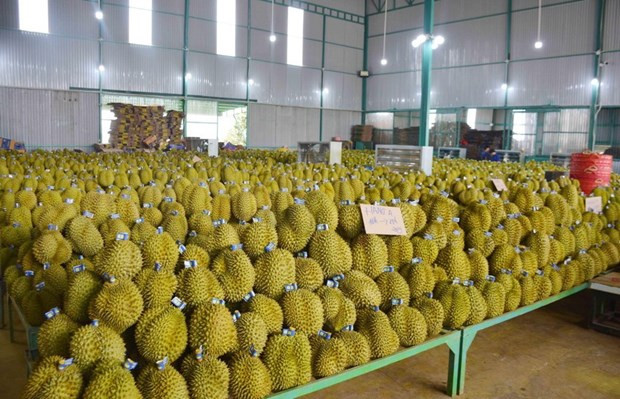 Las exportaciones de durían alcanzaron 254 millones de dólares en los primeros tres meses de 2024, un aumento interanual de 66 por ciento. (Foto:VNA)
