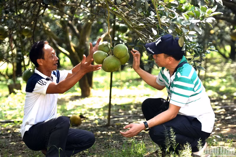 Ngo Van Son, "el rey de los pomelos" en Dong Nai, dijo que este año está tranquilo porque ya vendió la mayor parte de su producción.