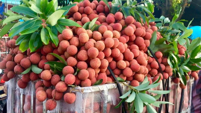 Lichi de Vietnam (Foto: chinhphu.vn)