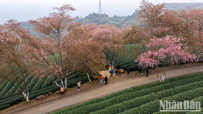 Quienes visitan la colina del té de O Long pueden disfrutar de aire fresco y de la niebla matutina flotando a mitad de las laderas.