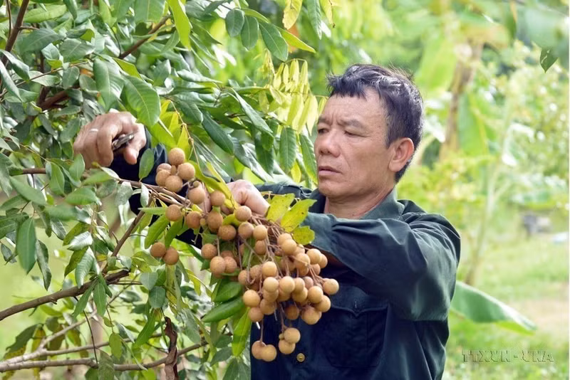 Deo Van Hai, un inválido de guerra de tercer grado en el distrito de Muong La, provincia de Son La, ha superado sus discapacidades y aprovecha el potencial y las ventajas de su familia para crear un modelo económico VAC (huerto, estanque de peces y corral) con altos resultados.