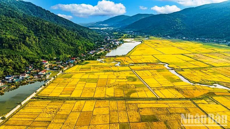 El amarillo se convierte en el color predominante en los caminos de Nghe An.