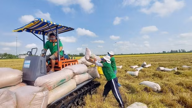 Compra de arroz para la exportación en la provincia sureña de An Giang. (Foto: VNA)