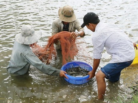 Los agricultores cosechan camarones en la provincia sureña de Ben Tre. (Fotografía: VNA)