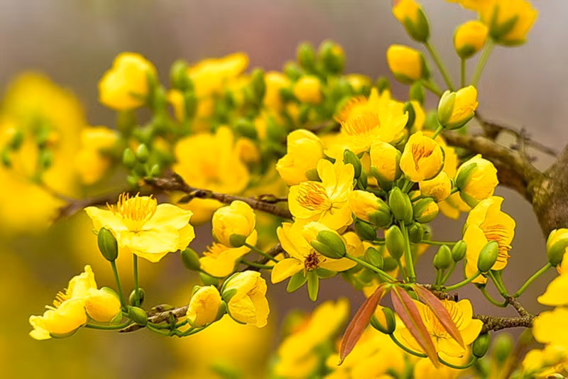El albaricoquero amarillo es otro símbolo del Tet (Foto: Internet) El albaricoquero amarillo es otro símbolo del Tet (Foto: Internet)