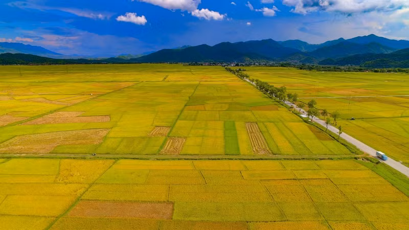 Temporada de arroz dorado en el campo Muong Thanh.