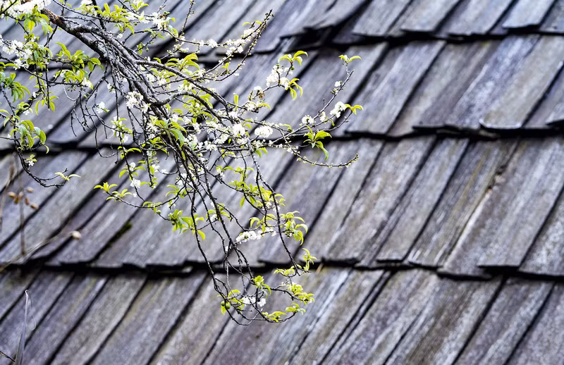 Flores de ciruelo brotan en el techo de madera del pueblo Mong (Foto: TT) Flores de ciruelo brotan en el techo de madera del pueblo Mong (Foto: TT)