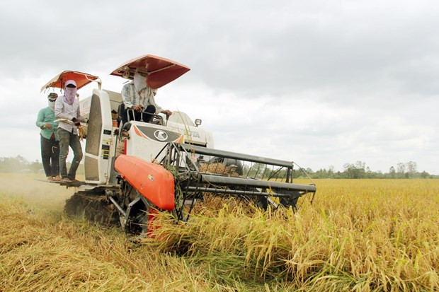 Cosecha de arroz en Delta del Mekong (Foto: VNA)