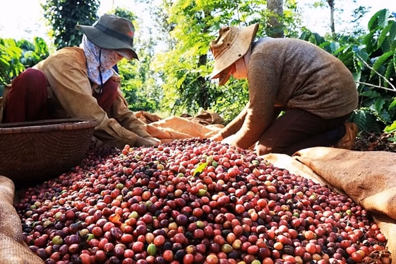 Foto de ilustración. (Fuente: haiquanonline.com.vn)