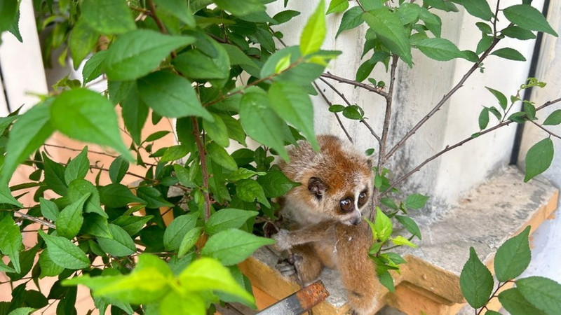 El loris (Nycticebus pygmaeus) se descubre en el distrito de Cho Don, provincia de Bac Kan. (Fotografía: VNA)