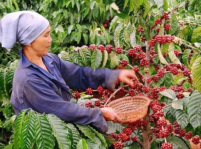 Foto de ilustración. (Fuente: Ministerio de Industria y Comercio de Vietnam)