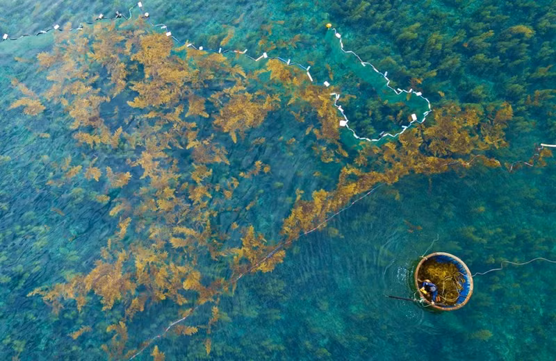 Los pescadores colocan sus trampas de red para recolectar algas sargassum y evitar que sean arrastradas por el agua del mar.