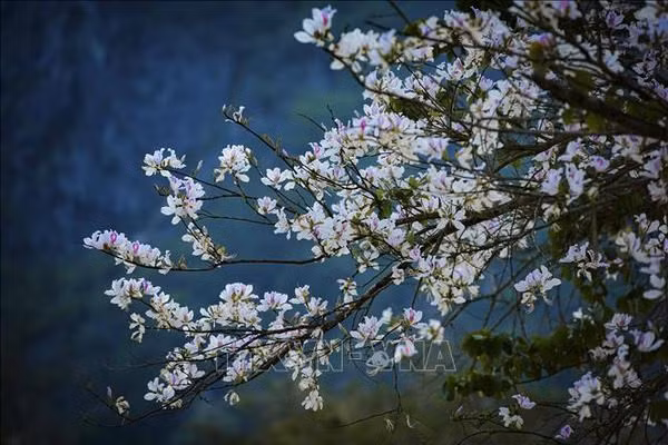 Flor de Ban (Bauhinia) en Dien Bien. (Fotografía: VNA)