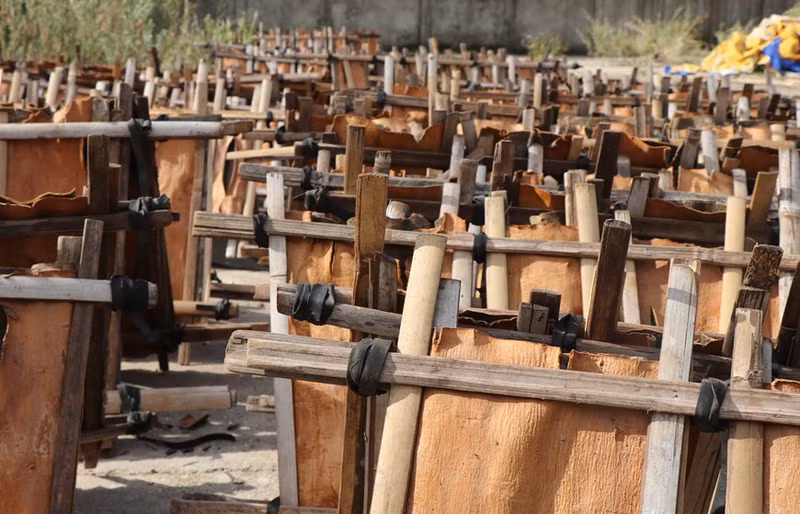 La corteza de canela fresca se seca antes de procesarla.
