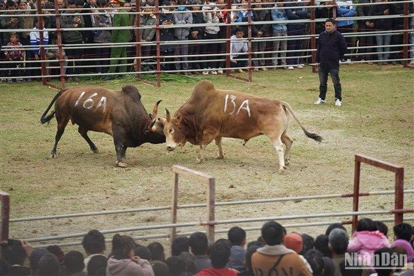 Pelea igualada. (Fotografía: Nhan Dan)
