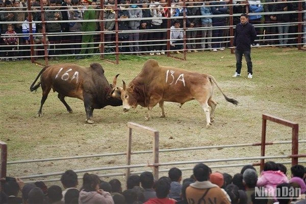 Pelea igualada. (Fotografía: Nhan Dan)