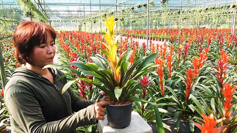 Cada maceta es cuidada con esmero antes de ponerse a la venta.