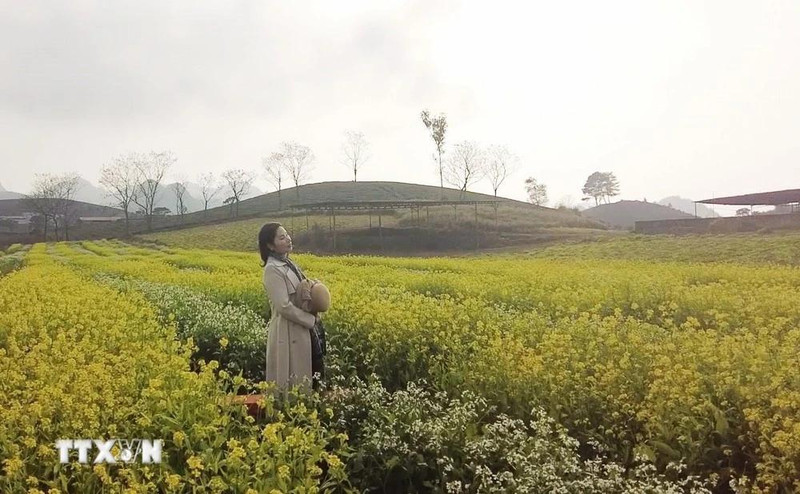 Campos de mostaza de Moc Chau cautivan a los visitantes. (Fotografía: VNA)
