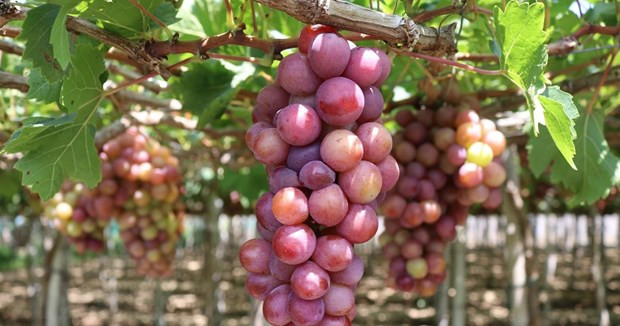 Uva de Ninh Thuan. (Fotografía: VNA)