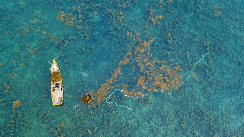 Las capas de algas sargassum se asemejan a un "bosque dorado submarino".