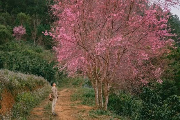 (Fotografía: Dong Ngo)