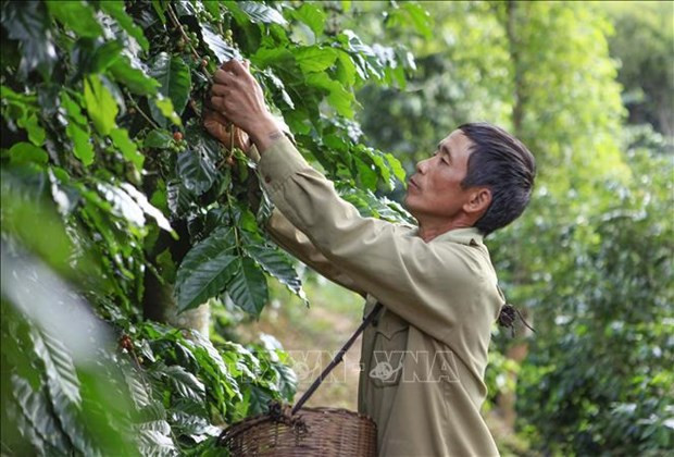Cosecha de café en Vietnam. (Fotografía: VNA)