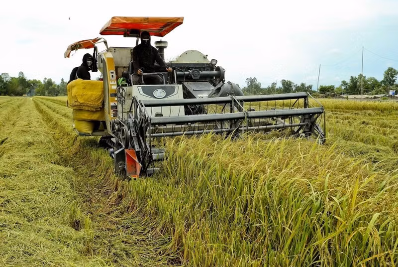 Agricultores de la provincia sureña de Hau Giang implementan el "Modelo inteligente de cultivo de arroz húmedo y seco" en la cosecha de verano-otoño de 2024, generando así mayores rendimientos de granos en comparación con la siembra tradicional.
