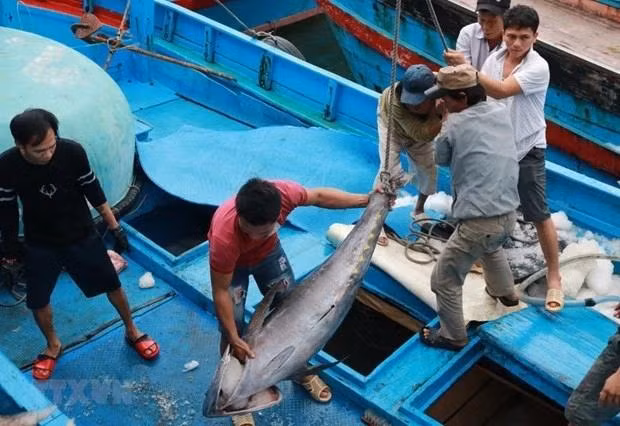Los marineros clasifican los pescados el puerto de Hon Ro, provincia de Khanh Hoa. (Fotografía: VNA)