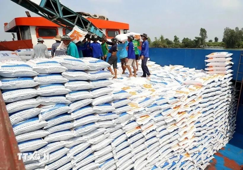 El arroz es el producto que ocupa la mayor proporción en la estructura de las exportaciones de Vietnam a Cuba. (Fotografía: VNA)