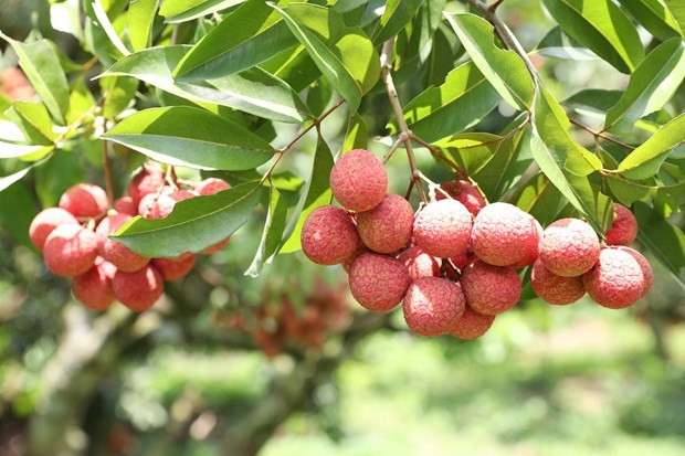 Lichi de Bac Giang. (Fotografía: VNA)