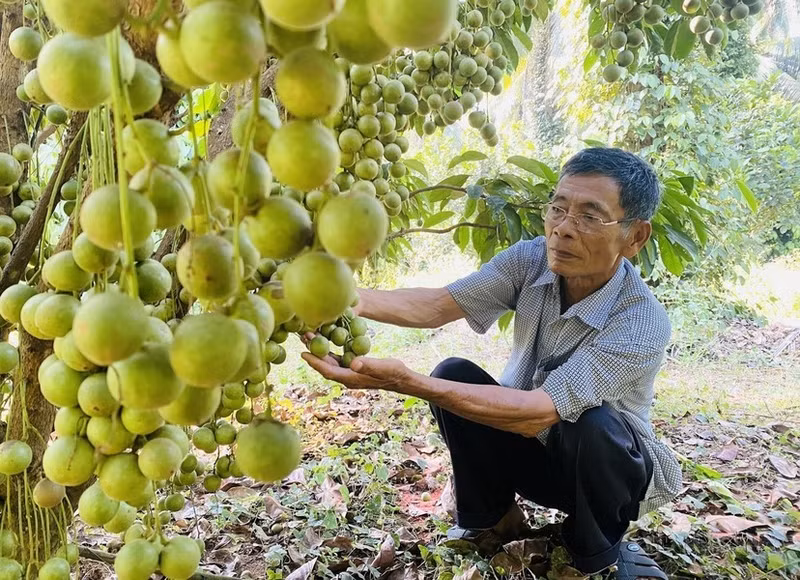 Dang Van Cap, oriundo de la comuna de An Tuong Dong, distrito de Hoai An, provincia central de Binh Dinh, se convirtió en un agricultor multimillonario, gracias al modelo de cultivo intercalado de árboles frutales en una superficie de 12 hectáreas.