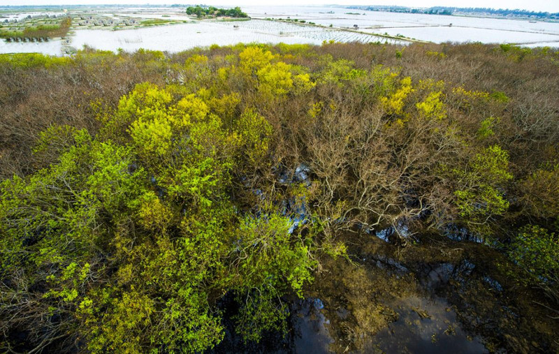 Cada vez que el otoño toca la puerta, los paisajes de Ru Cha se cubren de un color amarillo tan resplandeciente que hace exclamar a cualquier visitante. (Fotografía: VOV)