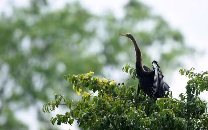 Foto de ilustración. (Fotografía: tuoitre.vn)