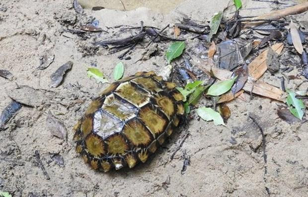 Tortuga grabada (Manouria impressa). (Fotografía: Reserva Natural de Hon Ba)